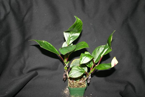 http://www.cloudjungle.com/CloudJungle/Gesneriaceae/Nematanthus/Nematanthus Ubatuba.jpg